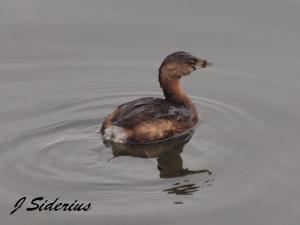 Pied-billed Grebe