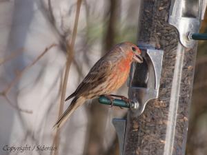 Male House Finch taking a feeding break from singing