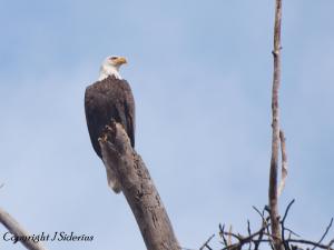 Bald Eagle