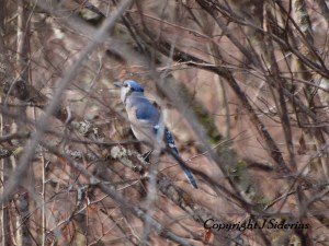 Blue Jay - way off course