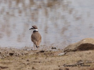 sizing up the food supply