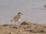 Killdeer
