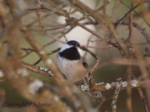 store that seed or eat it right now?