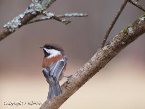 Chestnut-backed Chickadee checking out my feeder