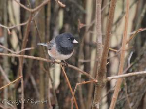 Dark-eyed Junco that is part of a large feeding flock