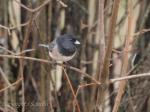 Dark-eyed Junco