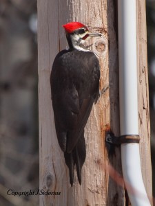 telephone pole specialist