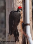 Pileated Woodpecker