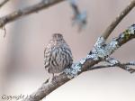 Pine Siskin