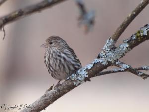 Pine Siskin