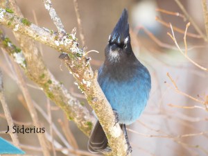 early morning visitor