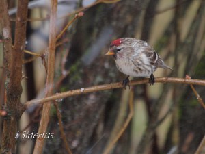 female Redpoll on a snowy morning