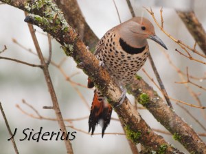 A female Northern Flicker on the first day of spring