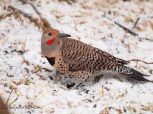 male northern flicker