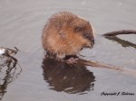 Muskrat