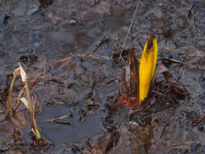 Skunk Cabbage: as the marsh comes alive