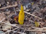 Skunk Cabbage