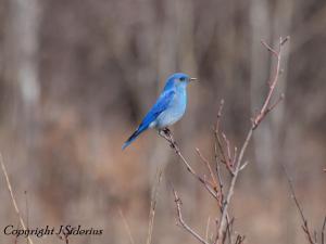 the male I saw yesterday - the journey home
