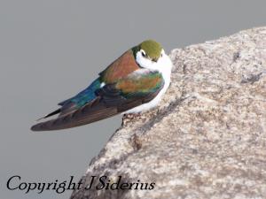 first violet-green that I saw last year