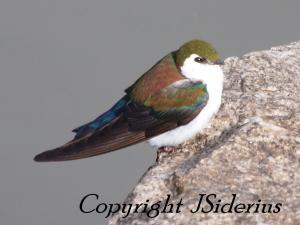 the first violet-green that I saw last year