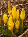 Skunk Cabbage