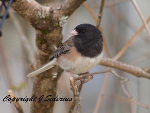 A Dark-eyed Junco adult