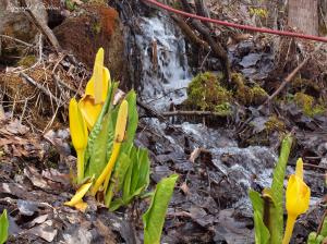 by an early spring torrent
