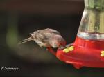 House Finch
