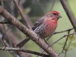 Male House Finch