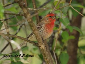 Summer House Finch Male