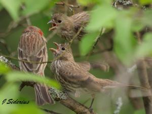 hungry fledglings
