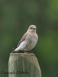 pausing in feeding her young