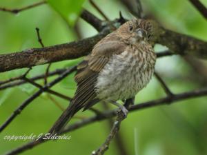 House Finch Fledgling