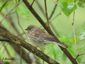 A Dark-eyed Junco fledgling