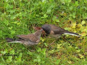 hungry fledglings