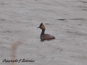 An Eared Grebe in breeding plumage at Elizabeth Lake