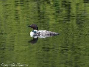 a beautiful bird on a beautiful lake