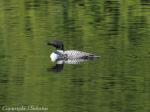 Northern Loon