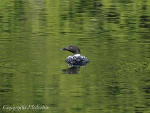 a curious Northern Loon on a mountain lake