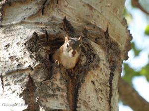 taking over a flicker hole 