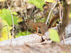 raiding a chipmunk nest