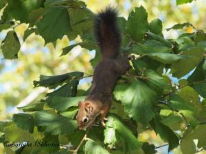 hanging by your toes - getting that hazelnut