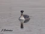 Horned Grebe
