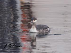An Eared Grebe in winter plumage