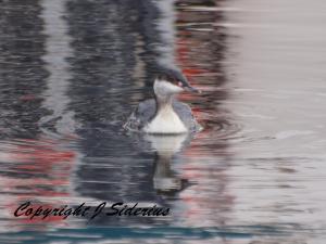 An Eared Grebe in winter plumage