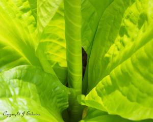 the green yet to come