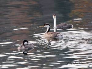 Western Grebes