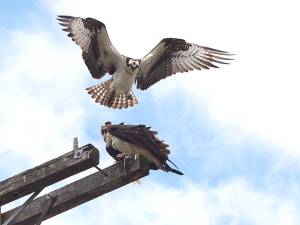 Two Osprey females "talking it over"