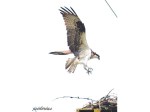 Osprey landing on the&nbsp;nest