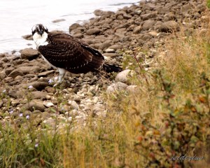 Young Osprey feeding on the ground